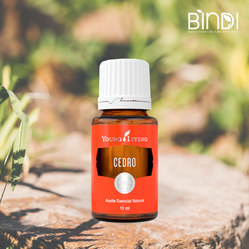 Cedro
Deja los recuerdos del pasado, que ya no te sirven